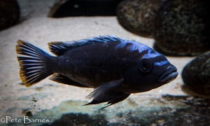 Cynotilapia sp. 'maleri' Mkondiwa Reef